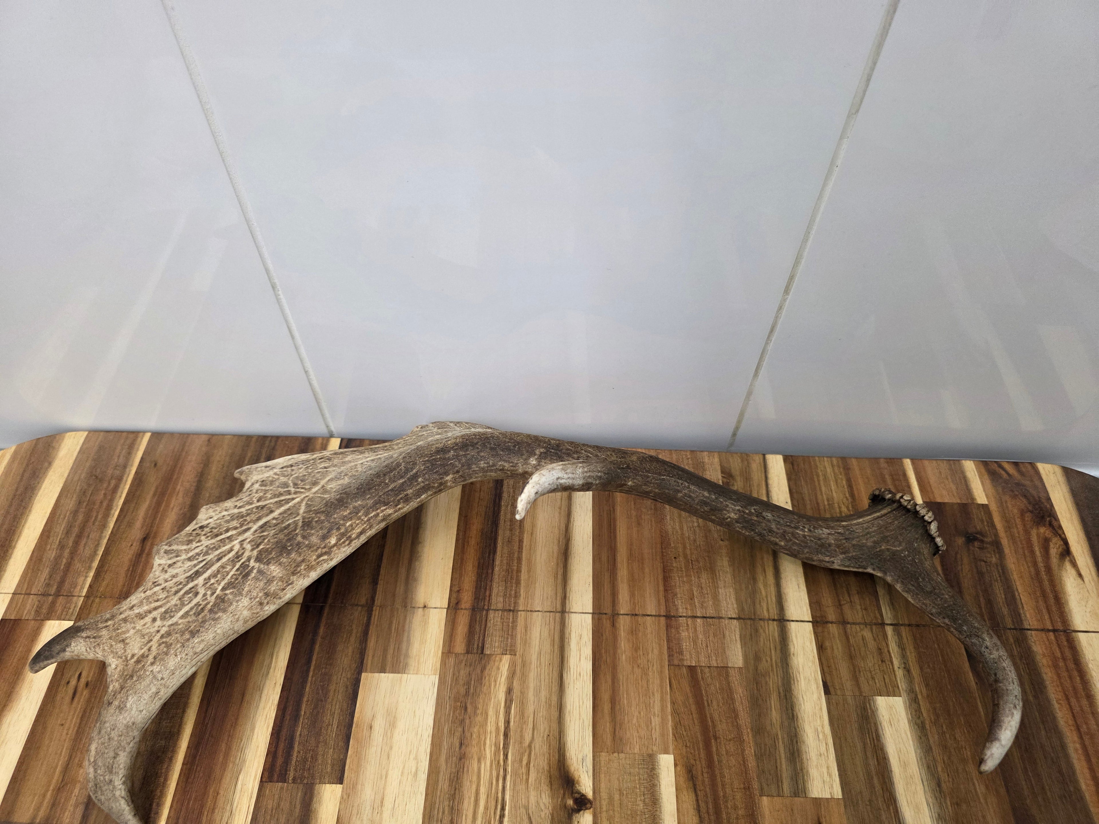 Deer Antlers